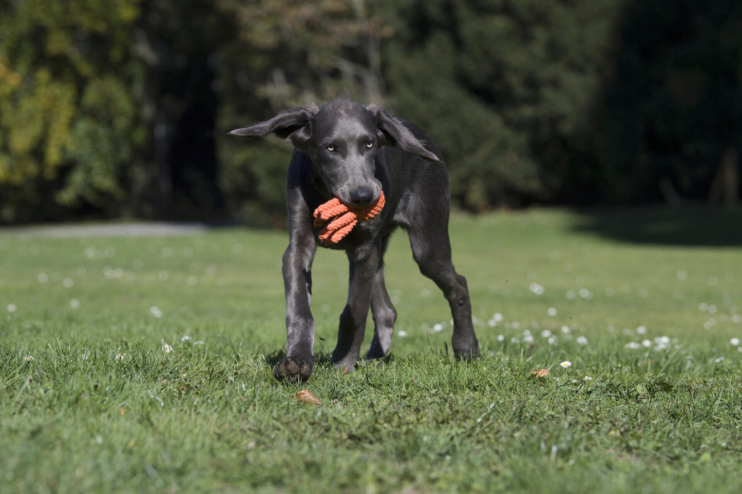 LABONI Thaddäus Tintenfisch - Kult-Spielzeug für Hunde | zahnpflegendes Baumwolltau | 13cm
