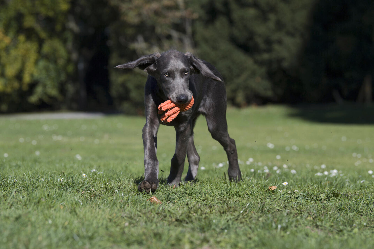 LABONI Thaddäus Tintenfisch - Kult-Spielzeug für Hunde | zahnpflegendes Baumwolltau | 13cm