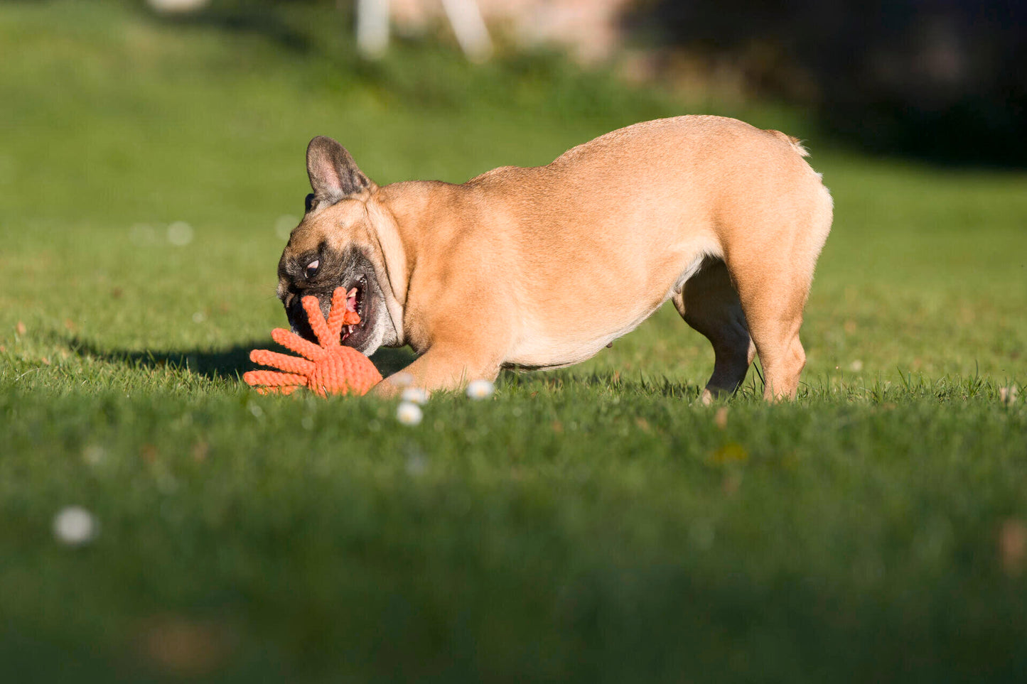 LABONI Thaddäus Tintenfisch - Kult-Spielzeug für Hunde | zahnpflegendes Baumwolltau | 13cm