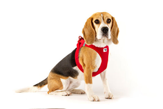 CURLI Brustgeschirr VEST HARNESS aus Softshell mit CURLI CLASP SCHNALLE | verschiedene Farben