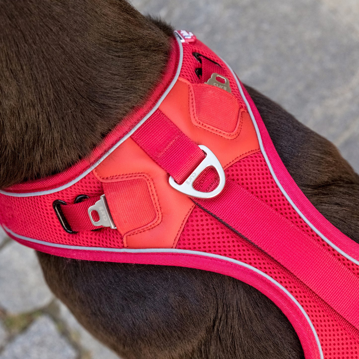CURLI Geschirr BELKA Harness