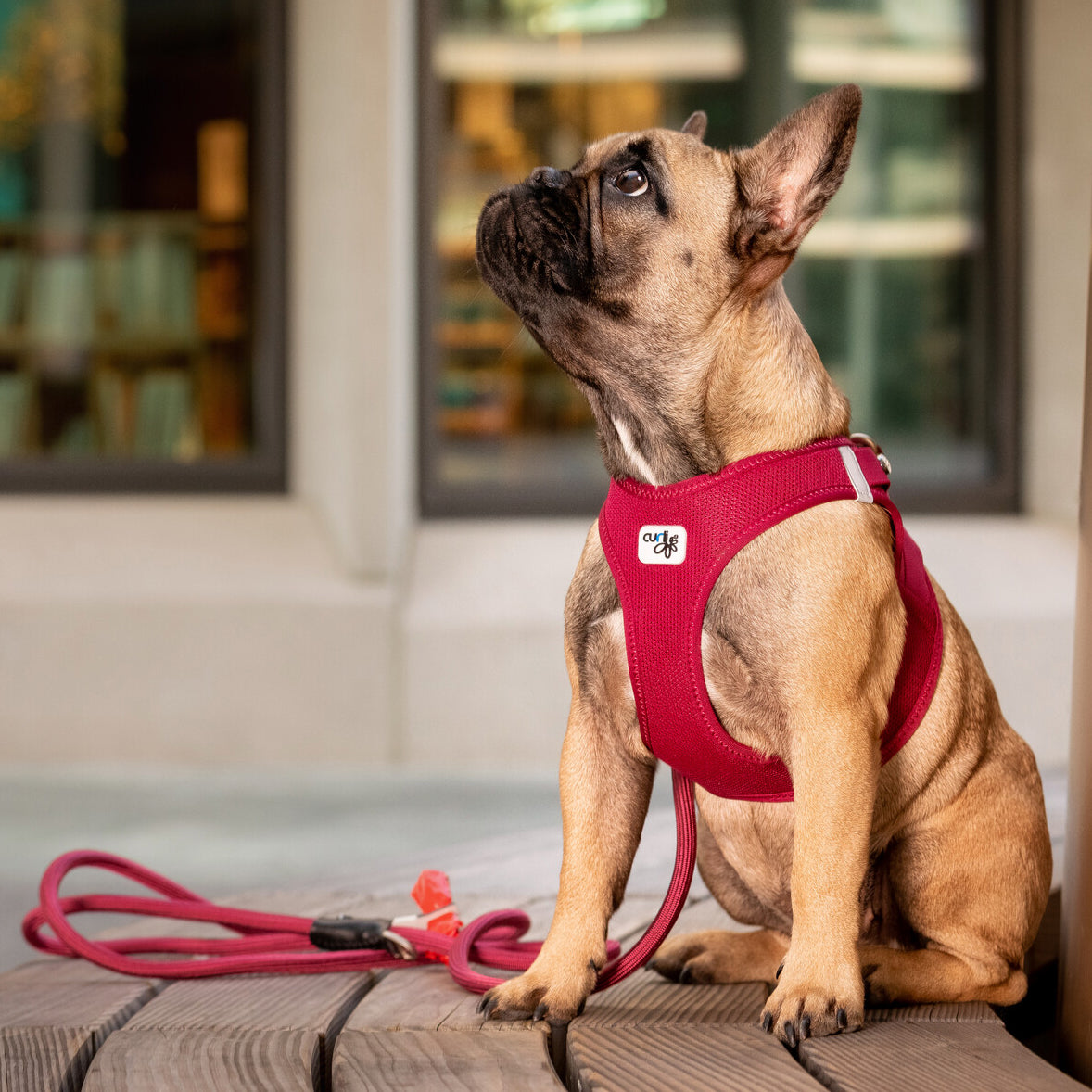 CURLI leichtes Brustgeschirr VEST HARNESS aus Air-Mesh mit CURLI CLASP SCHNALLE | verschiedene Farben