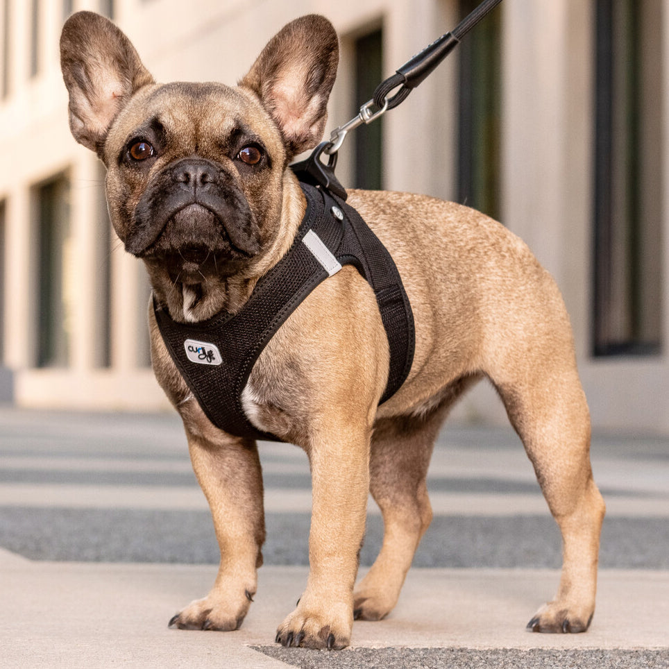 CURLI leichtes Brustgeschirr VEST HARNESS aus Air-Mesh mit CURLI CLASP SCHNALLE | verschiedene Farben
