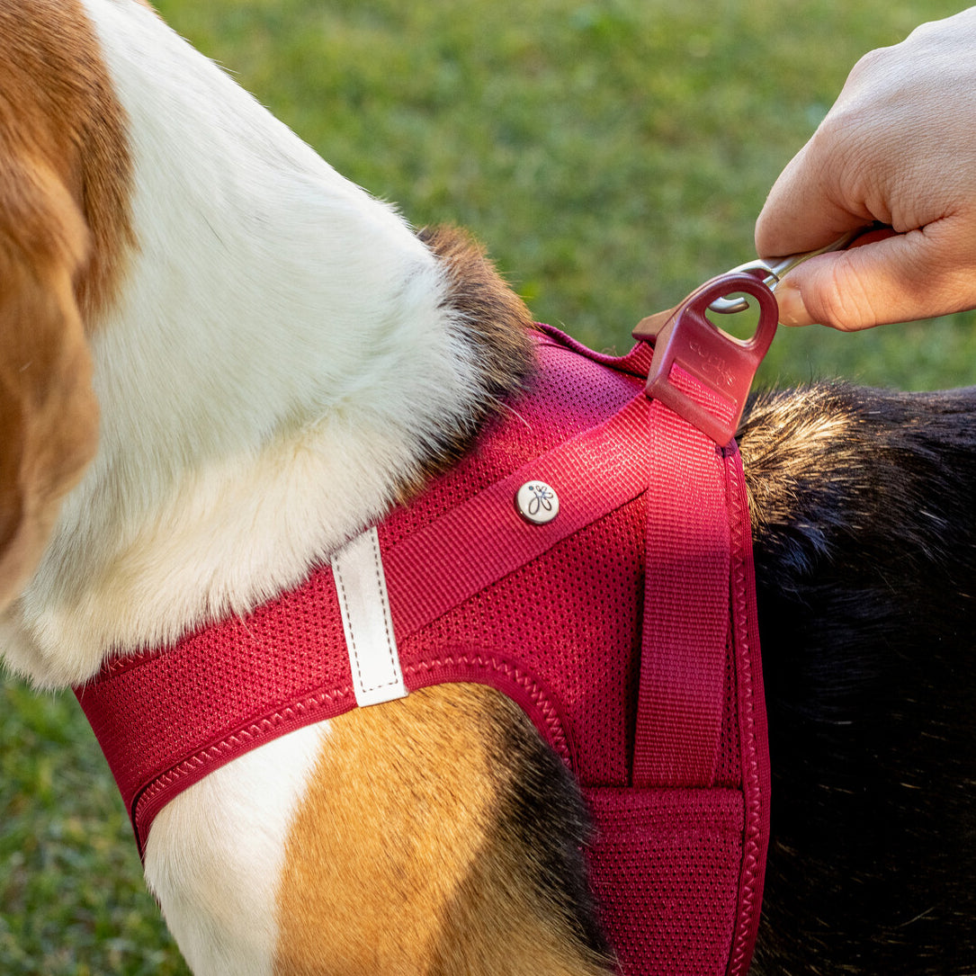 CURLI leichtes Brustgeschirr VEST HARNESS aus Air-Mesh mit CURLI CLASP SCHNALLE | verschiedene Farben