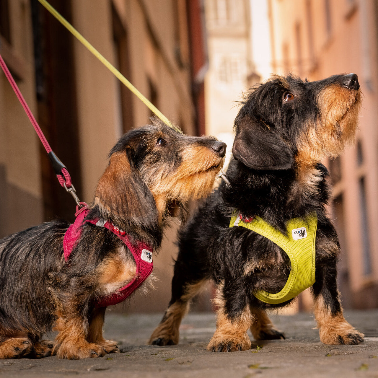 CURLI leichtes Brustgeschirr VEST HARNESS aus Air-Mesh mit CURLI CLASP SCHNALLE | verschiedene Farben