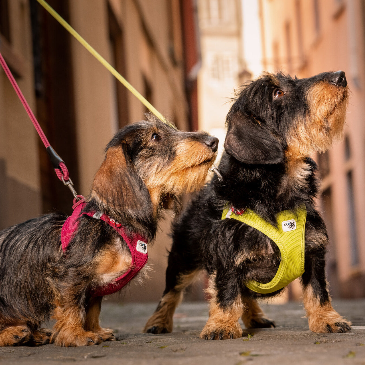 CURLI leichtes Brustgeschirr VEST HARNESS aus Air-Mesh mit CURLI CLASP SCHNALLE | verschiedene Farben