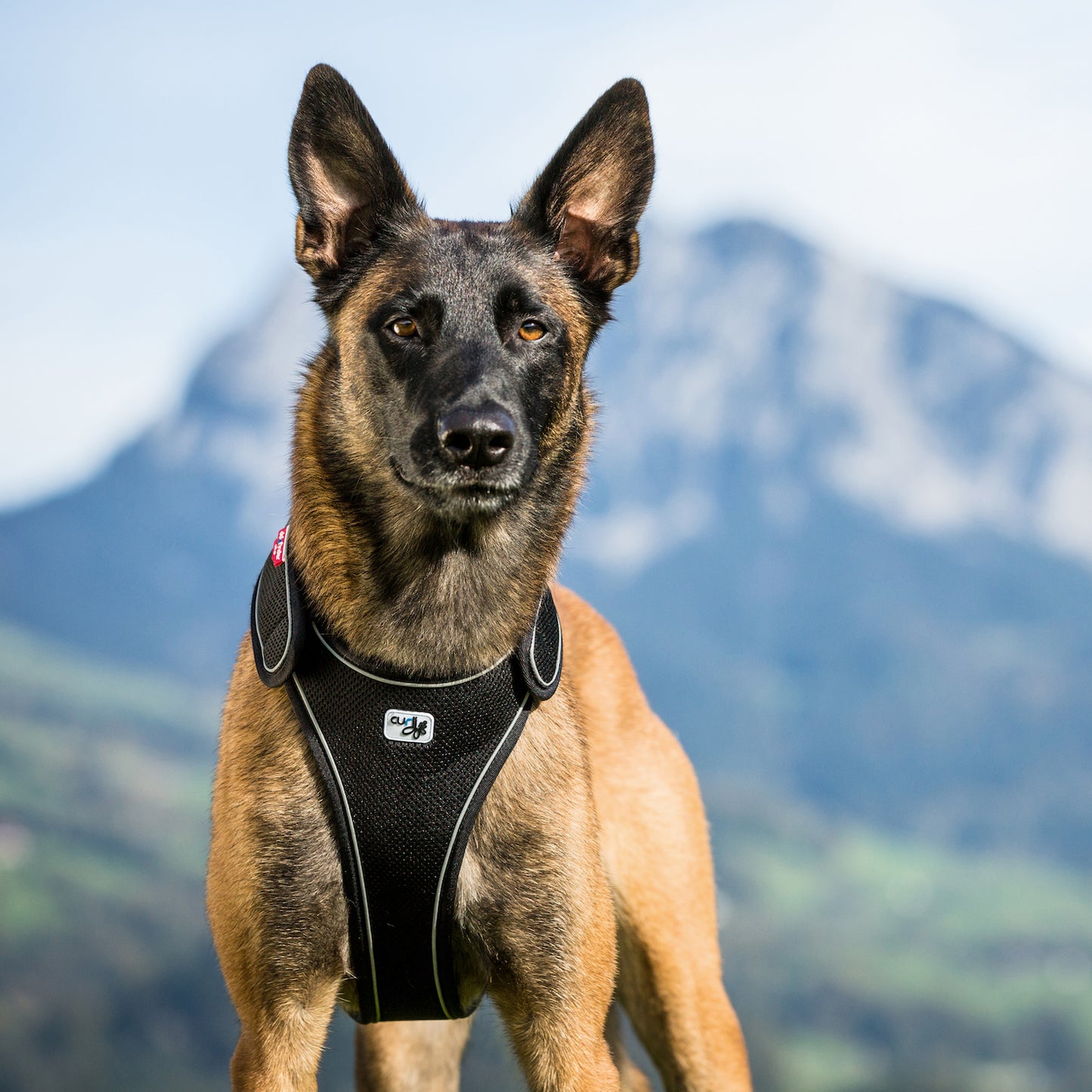 CURLI Geschirr BELKA Harness