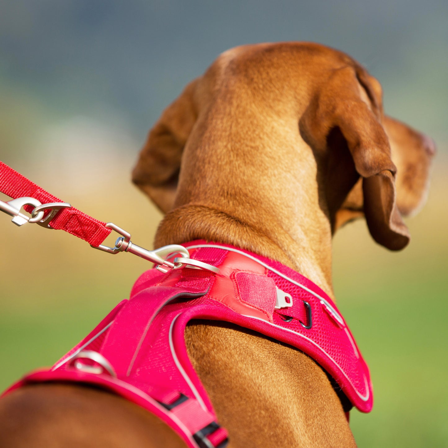 CURLI Geschirr BELKA Harness