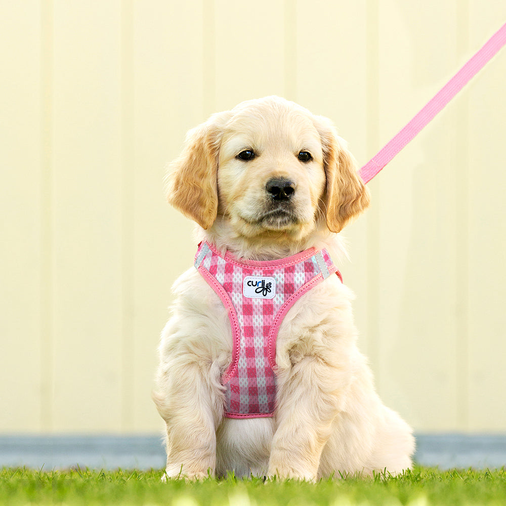 CURLI Set VEST Step-in Brustgeschirr aus Air-Mesh & BASIC Leine | Puppy Set
