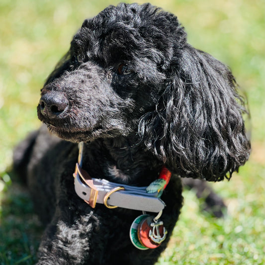 Hundehalsband Bootsmann MINI von "Hamburg Dogs" in grau-seegrasgrün mit Takelung in pink Beispiel mit Hund