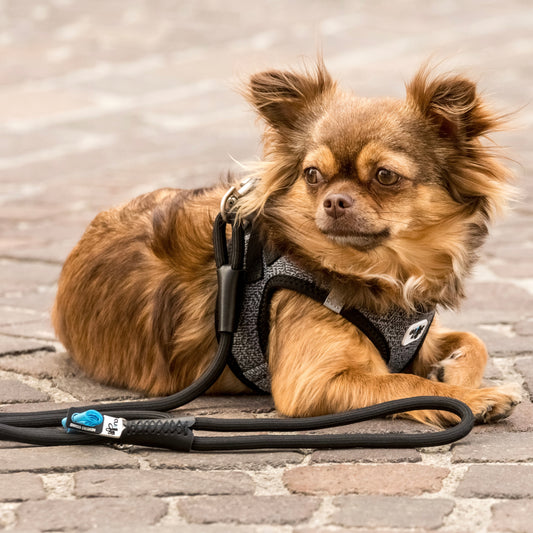 CURLI Stretch Compfort Leine | schockabsorbierende Seilleine | 180cm