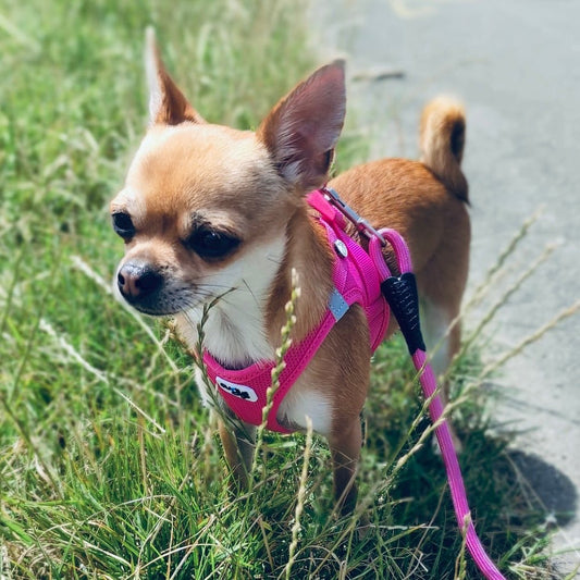 CURLI leichtes Brustgeschirr VEST HARNESS aus Air-Mesh mit CURLI CLASP SCHNALLE | verschiedene Farben