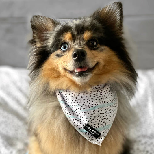 COCOPUP LONDON Bandana / Halstuch für kleine Hunde | Dalmatiner