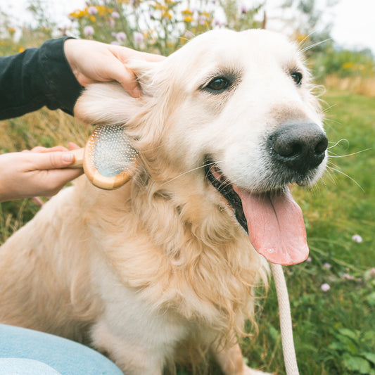 DUVO+ ergonomische Bamboo Zupfbürste L für dickes, langes & lockiges Fell | Hunde & Katzen