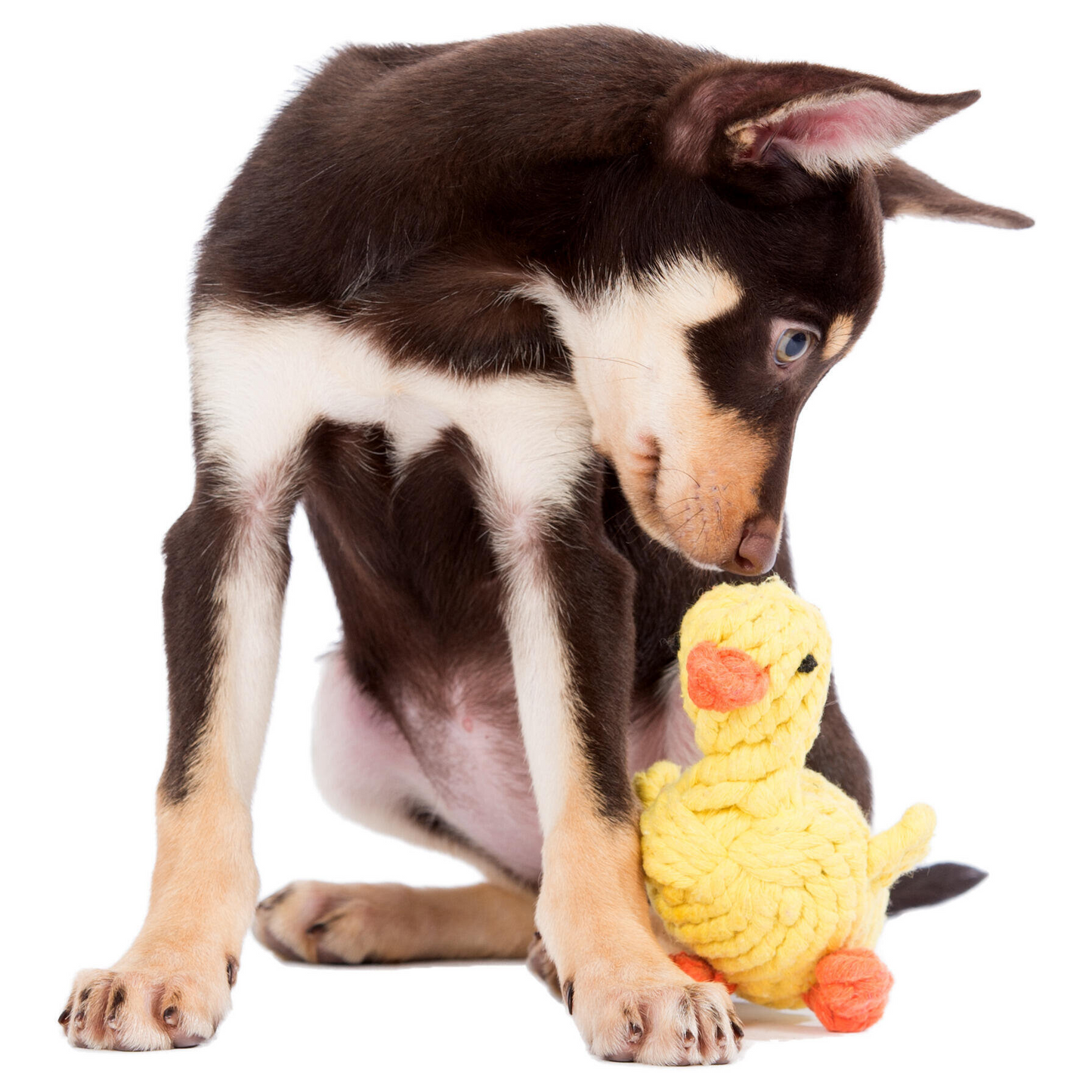 LABONI Emma Ente - Kult-Spielzeug für Hunde | zahnpflegendes Baumwolltau | 16cm