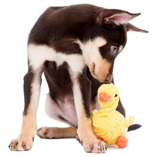 LABONI Emma Ente - Kult-Spielzeug für Hunde | zahnpflegendes Baumwolltau | 16cm