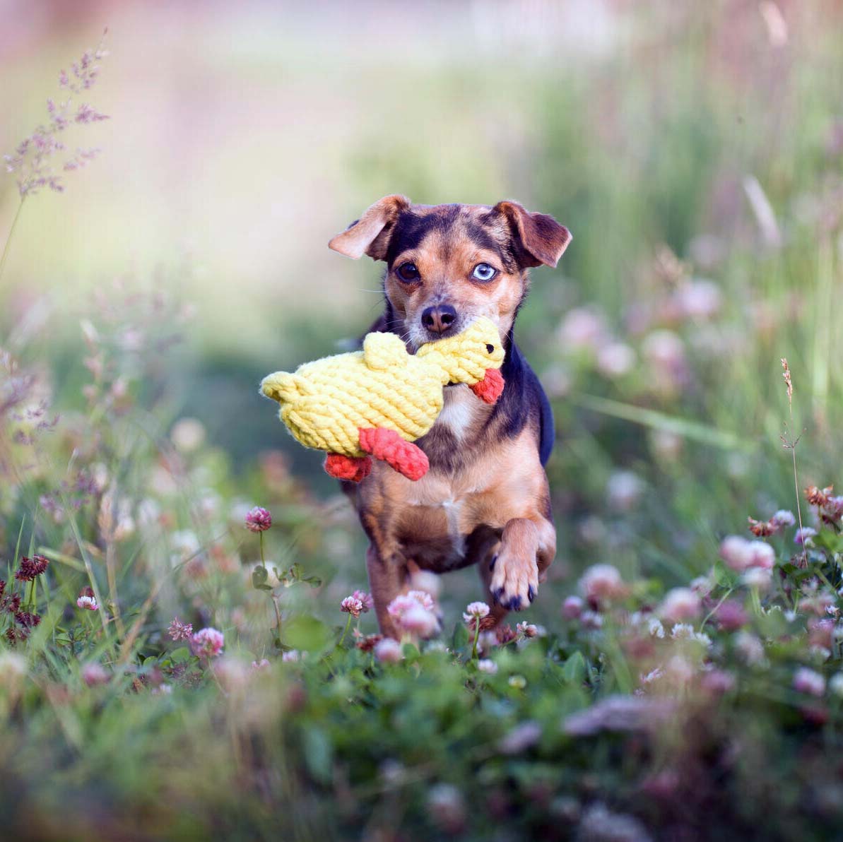 LABONI Emma Ente - Kult-Spielzeug für Hunde | zahnpflegendes Baumwolltau | 16cm