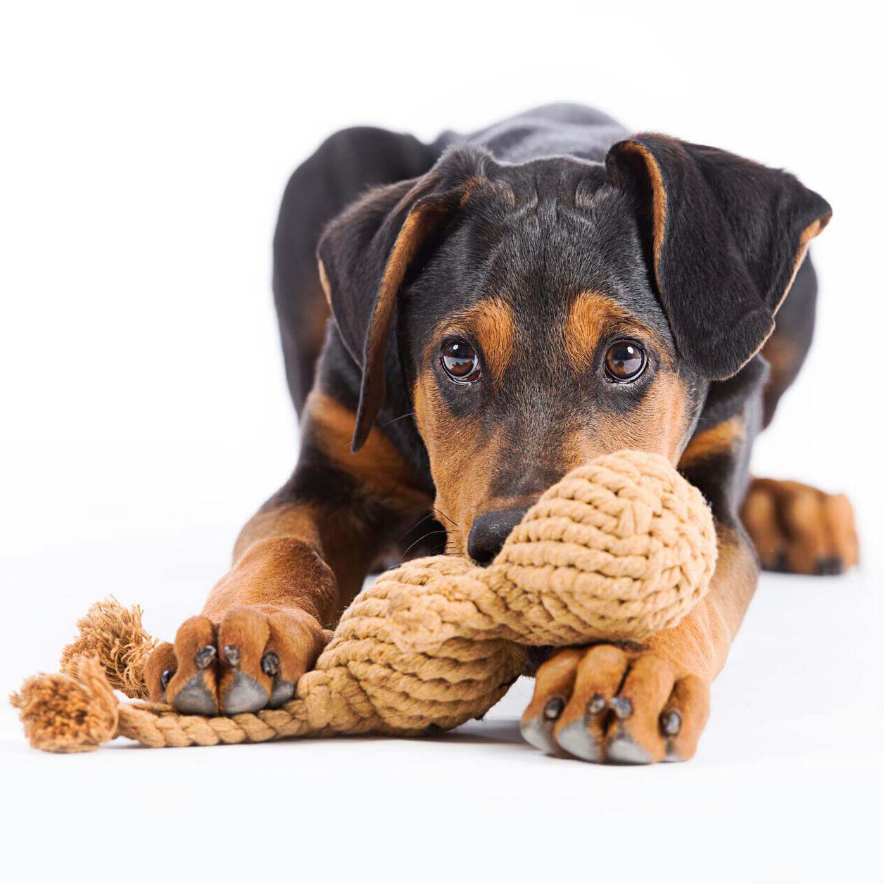 LABONI Heinrich Hase - Kult-Spielzeug für Hunde | zahnpflegendes Baumwolltau | 21cm