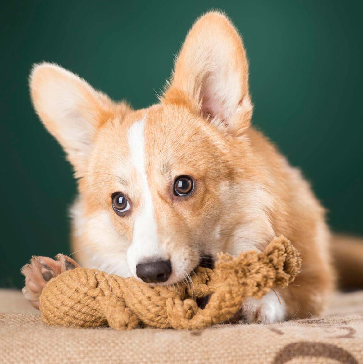 LABONI Heinrich Hase - Kult-Spielzeug für Hunde | zahnpflegendes Baumwolltau | 21cm