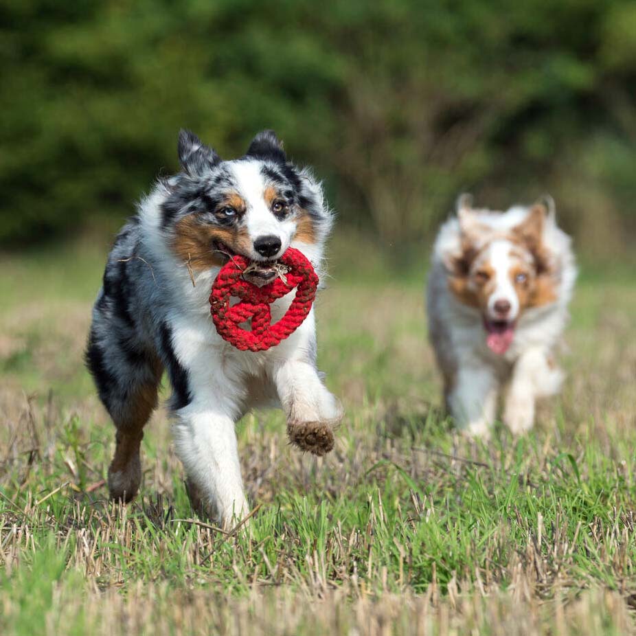 LABONI Paula & Paulchen Peace - Kult-Spielzeug für Hunde | zahnpflegendes Baumwolltau | 17cm