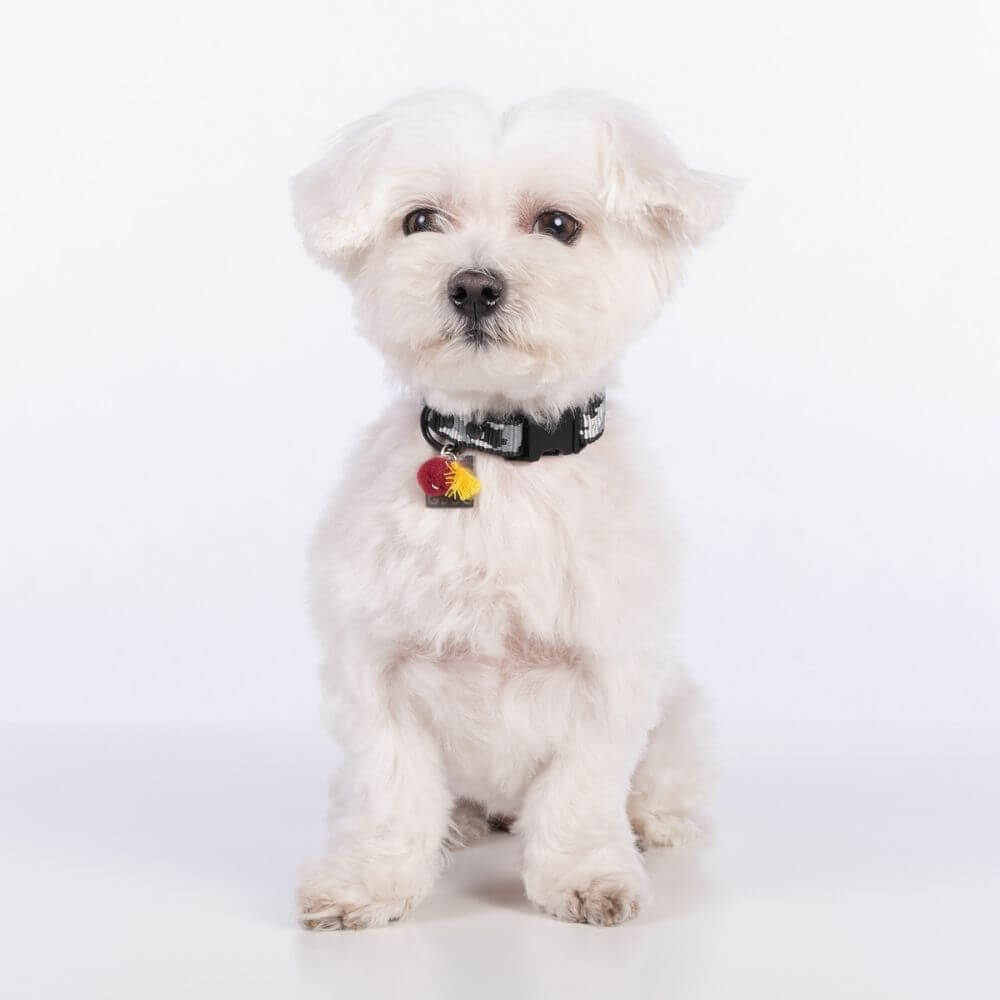 GROC GROC handgefertigtes Hundehalsband LUCKY in Camouflage Design gris | Tranfleck grau | S oder M