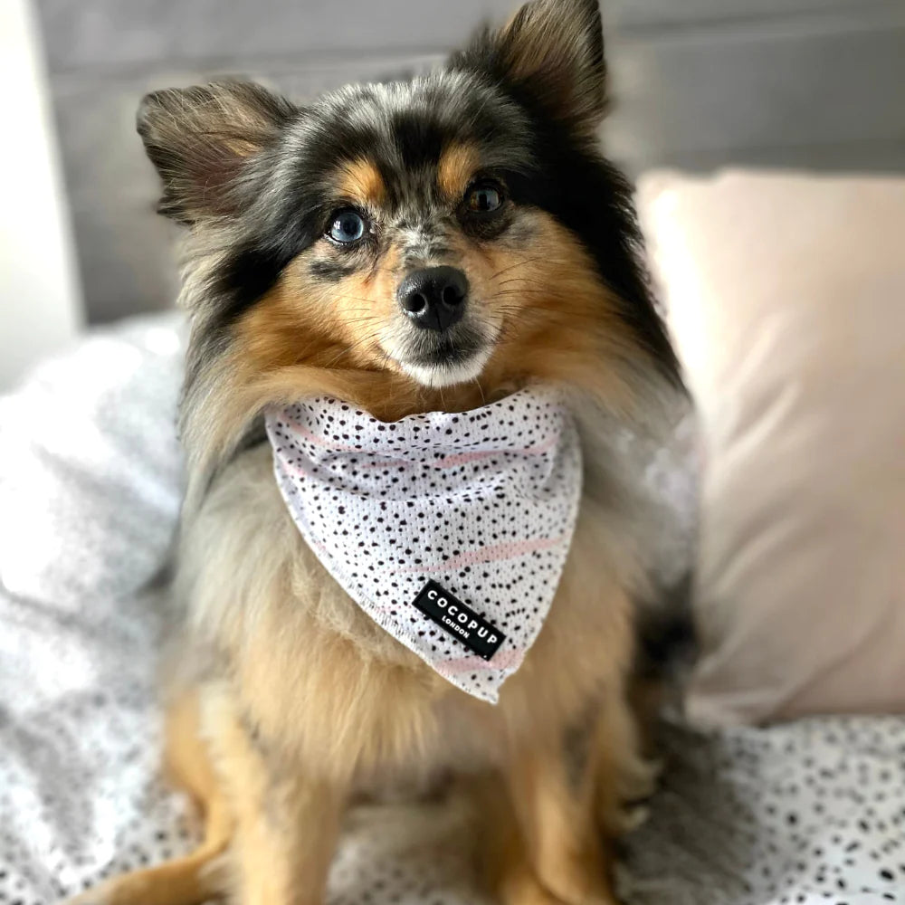 COCOPUP LONDON Bandana / Halstuch für kleine Hunde | Dalmatiner