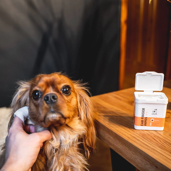 DOGSLIFE Wischtücher zur Ohrreinigung bei Hunden | EAR WIPES mit Aloe Vera | 50 Stück