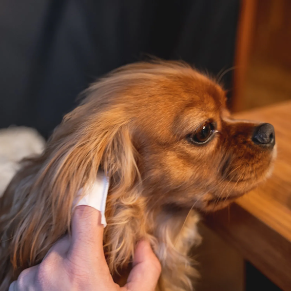 DOGSLIFE Wischtücher zur Ohrreinigung bei Hunden | EAR WIPES mit Aloe Vera | 50 Stück