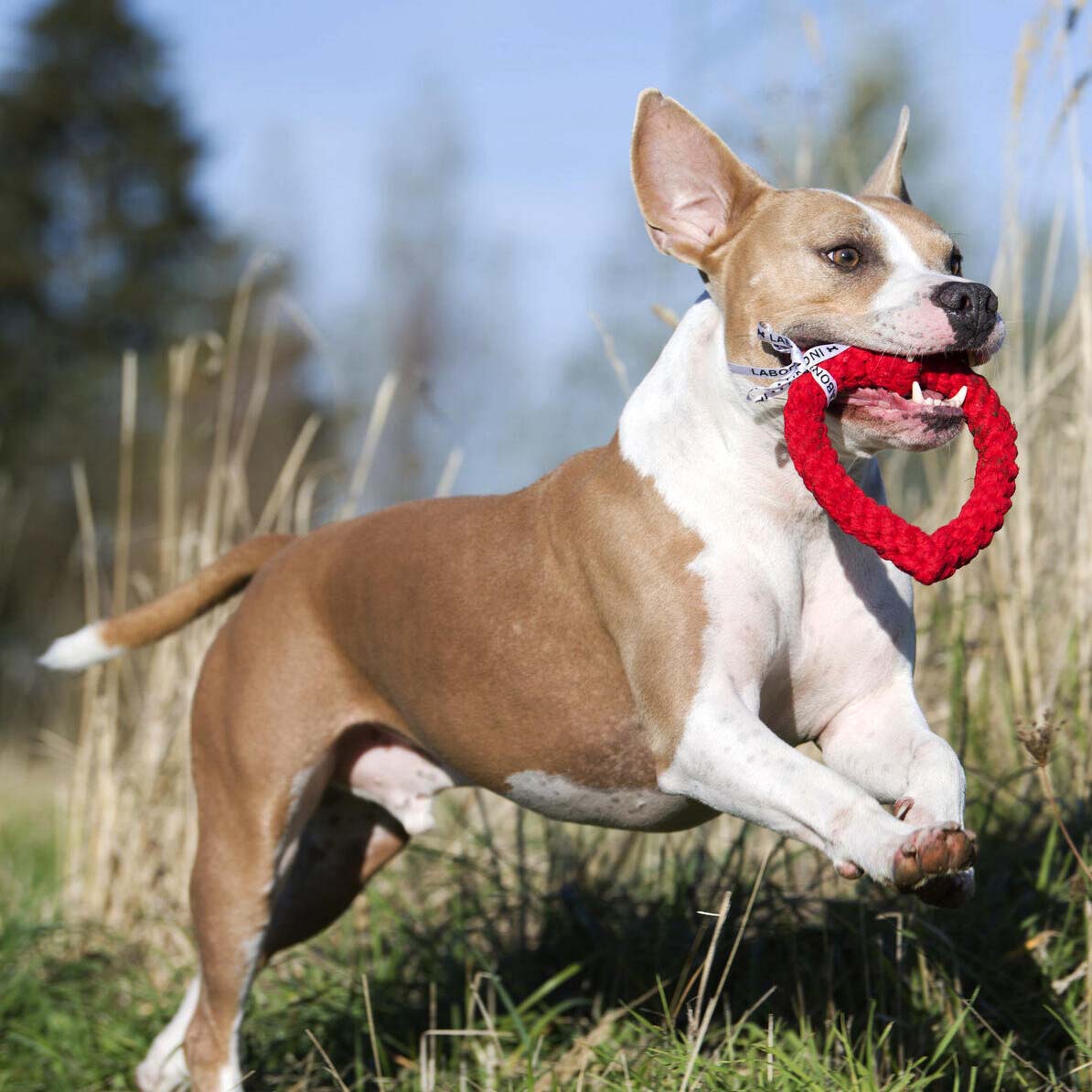 LABONI Hertha Heart - Kult-Spielzeug für Hunde | zahnpflegendes Baumwolltau | 15cm